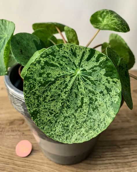 Rare House Plants, Wishlist Plants, Plant Inspiration, Amazing Plants, Plant Goals, Fairy Homes, Pilea Peperomioides, Chinese Money Plant, Plants Are Friends