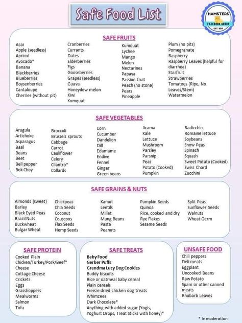 Syrian Hamster Color Chart, Hamster Types, Hamster Checklist, Safe Hamster Food List, Hamster Knowledge, Syrian Hamster Food List, Rat Food, Robo Hamster, Sugar Glider Baby