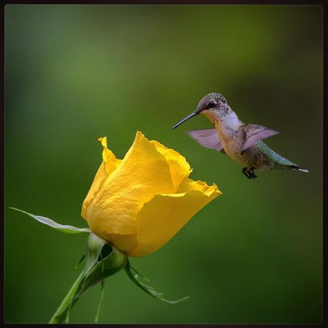 ROSE GLOW The Yellow Rose glows in Heart-treasure Gold...as the Ruby-throated Hummingbird hovers. A Golden moment in Nature. Wings in Light for your Heart your Mind and your Spirit. #9vaga_macro9 #excellent_macro #ffmacro_members #ffn_members #fotocatchersmember #global_nature_yellows #global_nature_ #global4nature #ig_green #ig_myshot #true_photo_lover #ww_nature_rayofsunshine #natureloversgallery #top_macro #macro_turkey #macro_vision #macro_secrets #show_us_macro #naturehippys #nature_brillia Treasure Gold, Yellow Cottage, Ruby Throated Hummingbird, Little Bird, Hummingbirds, Yellow Roses, Yellow Rose, In Nature, Planting Flowers