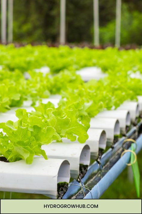 Hydroponic gardening is a modern and efficient technique for growing plants indoors without soil. By providing the necessary nutrients directly to the plant roots, hydroponics enables gardeners to cultivate a variety of plants in limited spaces. In this guide, we’ll explore the basics of setting up your own DIY indoor hydroponic garden, perfect for beginners. Hydroponic Lettuce, Lighting Techniques, Growing Plants Indoors, Hydroponics System, Bountiful Harvest, Hydroponic Gardening, Plant Roots, Builder Website, Gardening For Beginners