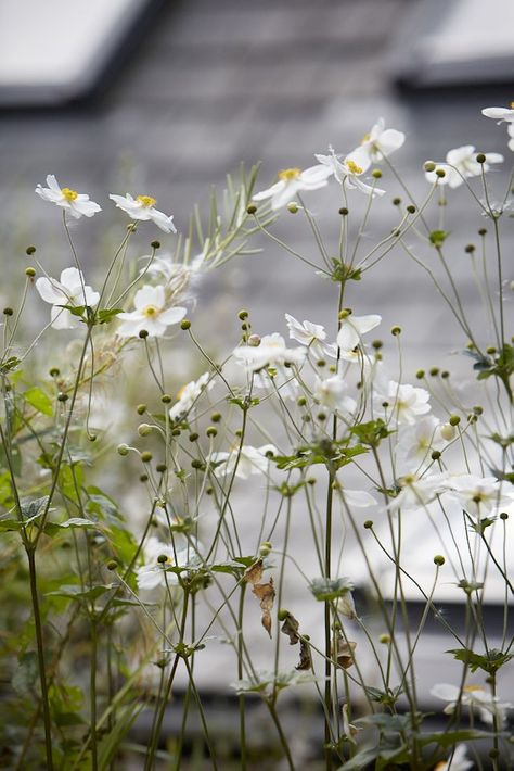 Field Guide: Japanese Anemones: Gardenista Anemone Honorine Jobert, Japanese Anemones, Anemone Hupehensis, Scent Garden, Japanese Anemone, Gardening 101, Anemone Flower, Moon Garden, White Gardens