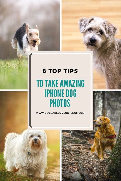 Photographing Dogs, Dog Photography Creative, Pet Photography Poses, Dog Photoshoot Pet Photography, Pet Photography Tips, Dog Photography Ideas, Dogs Photography, Puppy Photography, Best Dog Photos