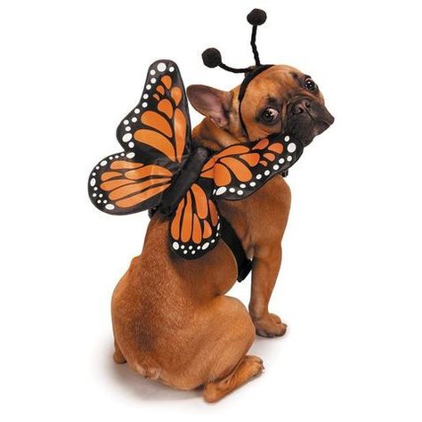 21 Best Dog Costumes for Halloween 2021 - Cute Pet Costumes Butterfly Costumes, Costume For Dogs, Butterfly Costume, Pet Halloween Costumes, Designer Dog Clothes, Wings Costume, Dog Halloween Costumes, Theme Halloween, Pet Harness