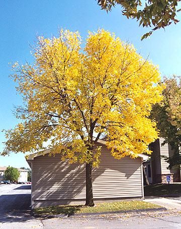 Best Trees & Shrubs for Fall Color | Midwest Living Arkansas Ozarks, Homestead Garden Layout, Yard Trees, Fast Growing Shade Trees, Fall Color Trees, Short Trees, Fall Landscaping, Fall Garden Vegetables, Green Ash