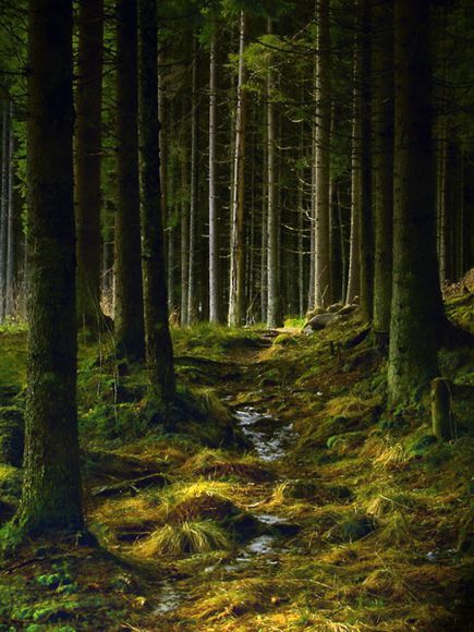 Norwegian woods - looks mossy.  Not!  Rocks, rocks, rocks.  Only 3% of Norway is tillable. Amazing Backgrounds, Pine Trees Forest, Norwegian Wood, Voyage Europe, Walk In The Woods, Tree Forest, Forest Landscape, Enchanted Forest, In The Woods