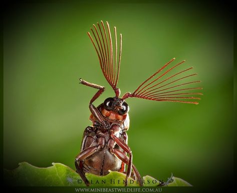 cedar beetle. Pokemon Song, Insects For Kids, Strange Animals, Amazing Animal Pictures, June Bug, Cool Bugs, Beetle Bug, Beautiful Bugs, Creepy Crawlies