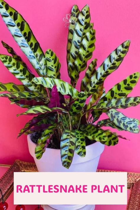 Rattlesnake Plant (Calathea lancifolia): Known for its captivating snake-skin patterns on lance-shaped leaves, this plant adds exotic beauty to indoor spaces. Loved for both its striking appearance and easy care, explore our article for secrets on nurturing this low-maintenance, air-purifying gem. Photo Credit: @spiritplants Rattlesnake Plant Care, Rattlesnake Plant, Calathea Lancifolia, Best Houseplants, Prayer Plant, Snake Skin Pattern, Plant Care, Shades Of Green, Snake Skin