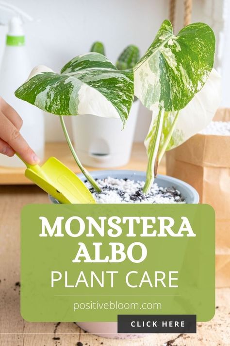 Read on to find out the basic care requirements for monstera albo, learn more about dealing with its common issues, and discover stunning types along the way. Monstera Plant Care, Variegated Monstera, Monstera Albo, Plant Guide, Variegated Plants, Sandy Soil, Monstera Plant, Organic Plants, Propagating Plants