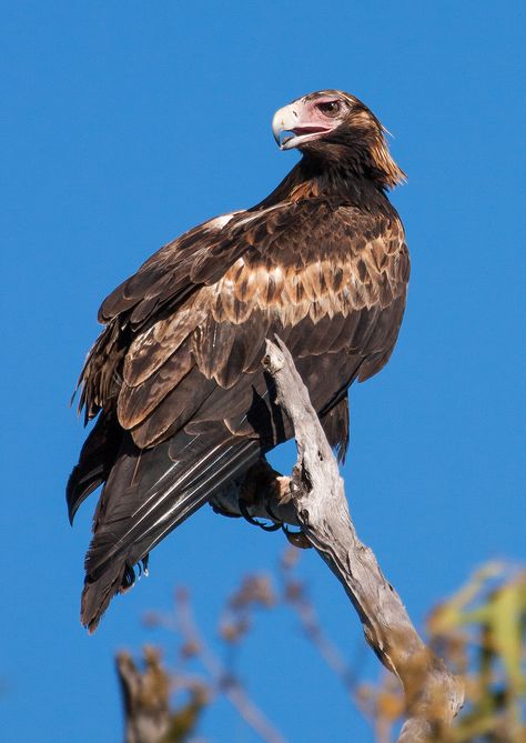 Wedge-tailed Eagle, Australia Wedge Tailed Eagle, Beautiful Birds, Bald Eagle, Eagles, Eye Candy, Birds, Australia, Candy, Animals