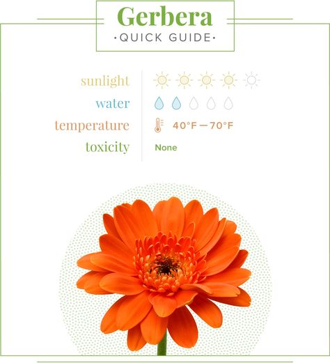 Gerbera Daisy Care Guide: Growing Information, Tips and Meaning - ProFlowers Blog Gerbera Flower Drawing, Gerbera Daisy Care, Daisy Care, Homemade Flower Food, Gerbera Plant, Plant Lice, Types Of Oranges, Colorful Daisies, Flower Tips