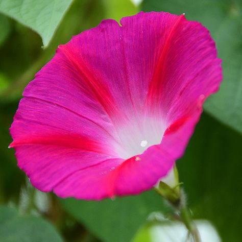 HOT PINK MORNING GLORY...NATURE'S COLOURS | by magda indigo Pink Morning Glory, Summer Blooming Flowers, Pink Morning, Night Blooming Flowers, Hd Flowers, Morning Glory Flowers, Pink Nature, Beautiful Pink Flowers, Colour Theme