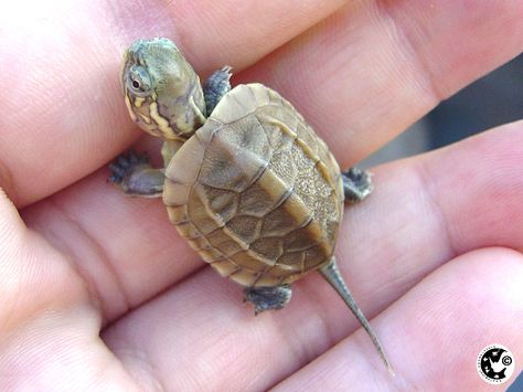 lookie, it's a baby turtle Turtle Pond, Giant Tortoise, Snapping Turtle, Salt Water Fish, Human Babies, Baby Turtles, Reptiles And Amphibians, Animal Planet, Mans Best Friend