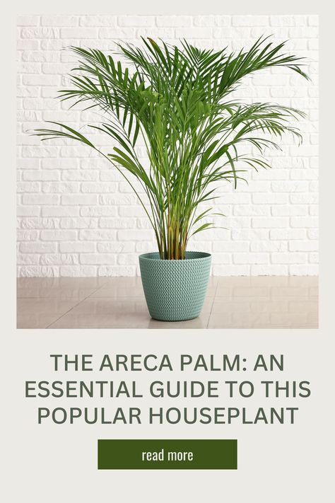 🌴 Love the look of tropical plants? The areca palm, also known as the butterfly or golden cane palm, is a stunning and easy-to-care-for option. #Houseplants #ArecaPalm #TropicalVibes Areca Palm Care, Golden Cane Palm, Areca Palm, Light Water, Tropical Vibes, The Butterfly, Tropical Plants, House Plants, Benefits