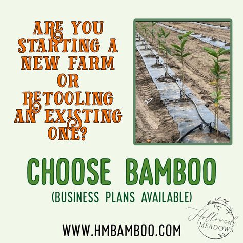 Bamboo Farming, Bamboo Farm, Green Business Ideas, Bamboo Species, Homesteading Animals, Growing Bamboo, Bamboo Diy, Hydroponics Diy, Indoor Vegetable Gardening