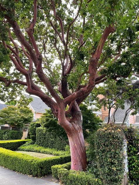 Arbutus 'Marina' - Boething Treeland Farms Arbutus Marina Tree, Landscape Focal Point, Peeling Orange, Arbutus Marina, Madrone Tree, Arbutus Tree, Arbutus Unedo, Monterey Cypress, Garden Earrings