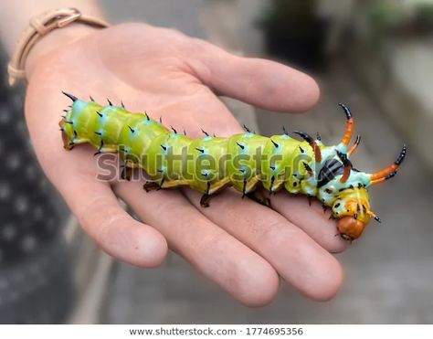 Regal Moth, Bagworm Moth Caterpillar, Horned Caterpillar, Giant Bug Monster Art, Saturniidae Moth Caterpillar, Southern Flannel Moth Caterpillar, Color Meanings, Caterpillar, Moth