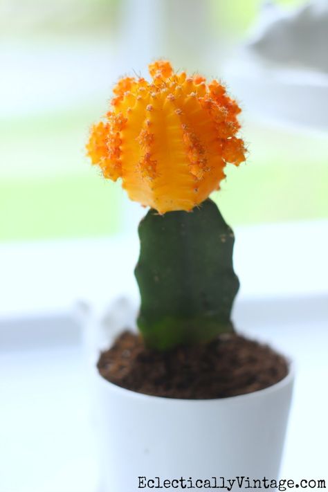 Yellow moon cactus - great tips for planting your own kellyelko.com Hylocereus Undatus, Small Cactus Plants, Yellow Cactus, Moon Cactus, Gymnocalycium Mihanovichii, Diy Cactus, Cactus Drawing, Plant Wishlist, Weird Plants