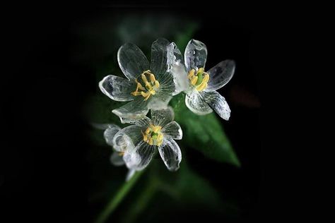 The Chameleon of the Woods: See the Incredible Skeleton Flowers that Turn Translucent When it Rains Skeleton Flower, Skeleton, Flowers, Green, White, Black