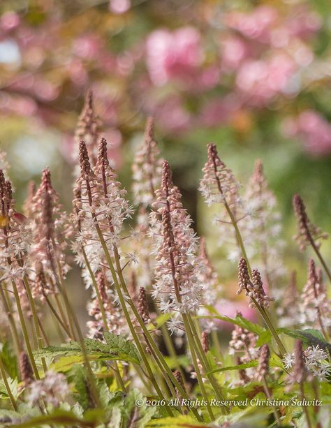 Tiarella 'Spring Symphony' Garden Plants, Wonder, Plants