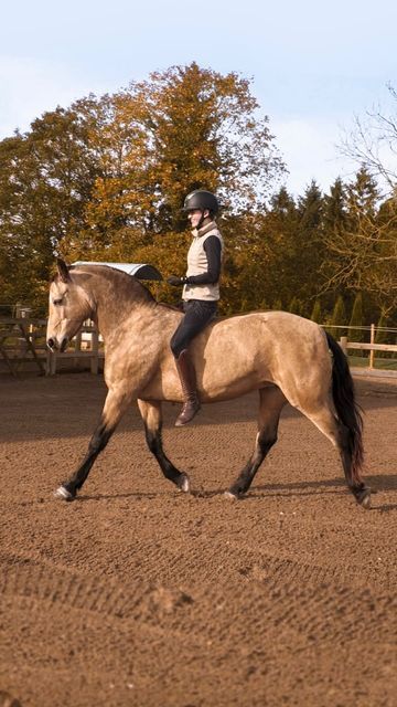 Tackless Horse Riding, Horse Pfp, Horse Liberty, Liberty Horse, Irish Horse, Horse Riding Aesthetic, Horse Riding Helmets, Horse Riding Equestrian, Autumn Weather