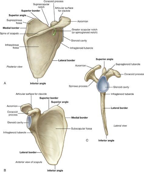 Physical Therapy Assistant Student, Skeletal System Anatomy, Human Skeletal System, Human Skeleton Anatomy, Radiology Student, Anatomy Bones, Gross Anatomy, Medicine Notes, Nursing School Motivation