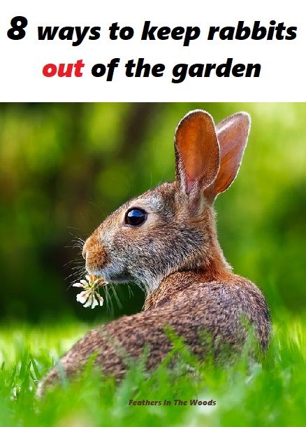 How to keep rabbits out of the garden. Tips and tricks to rabbit proof your vegetables. Rabbit Repellent, Irish Spring Soap, Garden Pest Control, Wildflower Garden, Garden Pests, Veggie Garden, Pest Control, Garden Planning, Organic Gardening