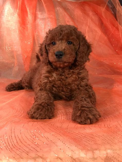 Mini Red Goldendoodle, Red Goldendoodle Puppy, Miniature Golden Doodle Puppy, Mini Golden Doodle Full Grown, Red Golden Doodle, Twin Puppies, Puppy Preparation, Golden Doodle Puppies, Miniature Goldendoodle