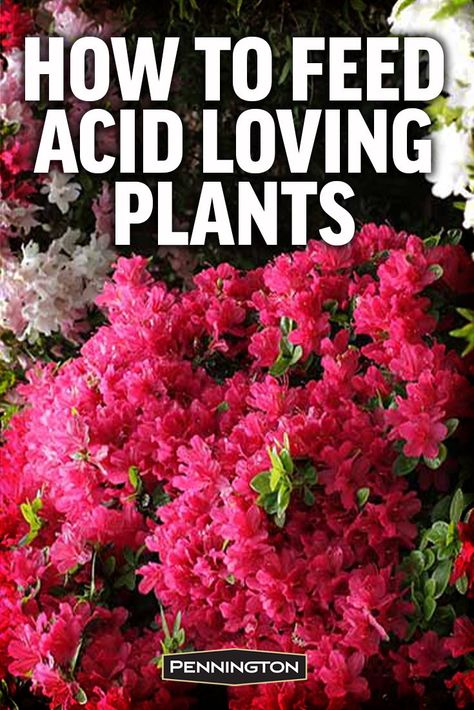 Plants That Like Acidic Soil, Acid Loving Plants List, When To Fertilize Azaleas, How To Make Acidic Soil, Acidic Soil, What To Plant With Azaleas, Azalea Care, Rhododendron Care, Azaleas Landscaping