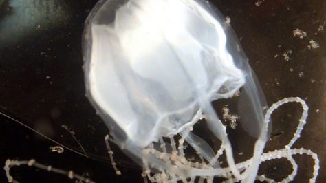 Deadly jellyfish migration threatens Queensland tourism hotspots Irukandji Jellyfish, Giant Jellyfish, Jellyfish Sting, Deadly Creatures, Arthropods, Big Boss, Natural Form, Great Barrier Reef, Jellyfish