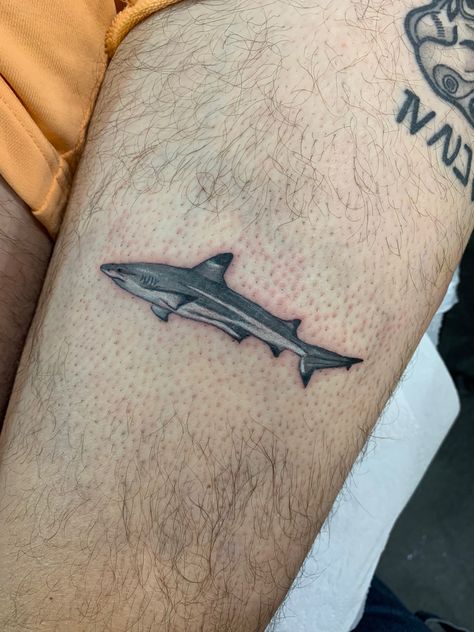 Micro Shark tattoo Blacktip Reef Shark Tattoo, Blacktip Shark Tattoo, Black Tip Reef Shark Tattoo, Reef Shark Tattoo, Aaron Piper, Shark Tattoo, Reef Shark, Shark Tattoos, Tattoo Art