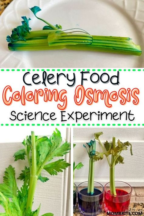 Celery Science Experiment, Celery And Food Coloring Experiment, Farm Theme Science Experiment, Farm Themed Science For Preschool, Vegetable Stem Activities, Celery Food Coloring Experiment, Farm Experiments For Preschool, Plant Science Preschool, Botany Science Experiments