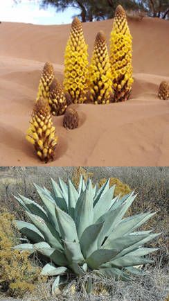 plantas del desierto ecuatoriano - Buscar con Google Desert Plants, Pineapple, Cactus, Fruit, Plants