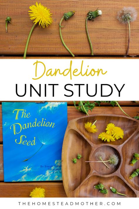 A Mini Dandelion Unit Study That’s Perfect for Spring - Museum Craft, Nature Preschool, Spring Science, Nature Lessons, Homeschool Nature Study, Garden Unit, Preschool Garden, Forest School Activities, Nature School