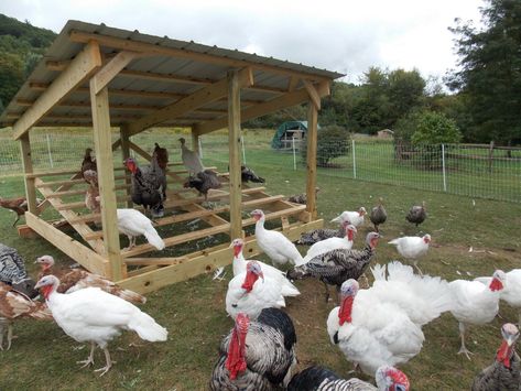 Turkey Roost / Shelter / Coop Help | BackYard Chickens - Learn How to Raise Chickens Turkey Pens Ideas, Turkey Shelter, Turkey Raising, Turkey Pen, Turkey Coop, Turkey Roost, Turkey Breeds, Raising Turkeys, Turkey Farm