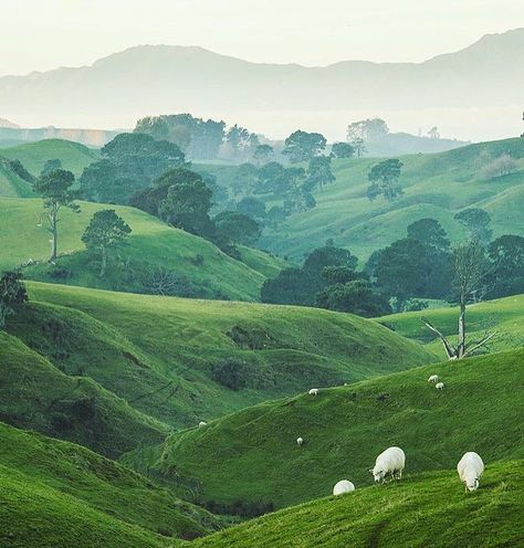 Waikato, New Zealand (@travelnewzealand) on Instagram: “Gotta love the rolling green hills of Waikato @shaun_jeffers” #waikato New Zealand Countryside, Stewart Island, Arabic Architecture, New Zealand Country, New Zealand Landscape, Baby Sheep, Polynesian Culture, Green Hills, Spring Landscape