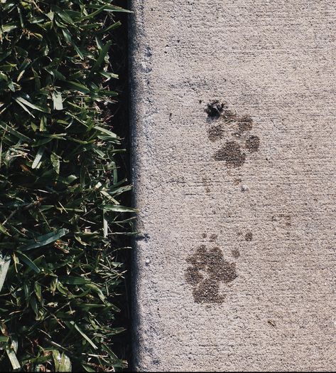 Dog pawprings aesthetic dogs puppies photography Dog Paws Aesthetic, Dog Paw Aesthetic, Paw Print Aesthetic, Paw Aesthetic, Cosmic Feelings, Aesthetic Dogs, Puppies Photography, Puppy Paw Prints, Puppy Paw