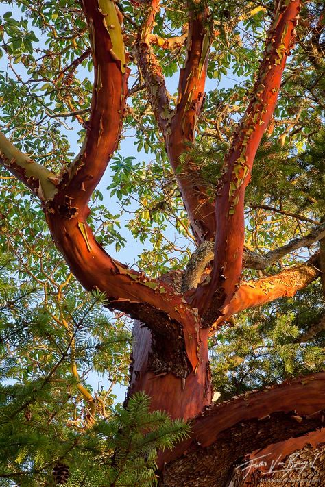 Image result for madrone Madrona Tree, Madrone Tree, Hornby Island, Arbutus Tree, Art In Nature, Weird Trees, Manzanita Tree, San Juan Islands, Tree Images