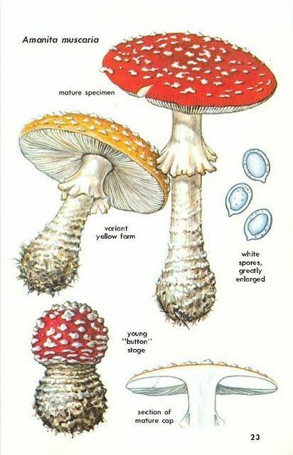 Mushroom Identification, Mushroom Pictures, Amanita Muscaria, Fly Agaric, Mushroom Drawing, Mushroom Fungi, Botanical Painting, Scientific Illustration, Wild Mushrooms