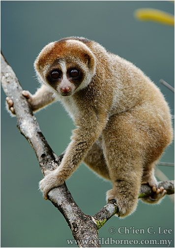 New primate species: Nycticebus kayan - a new slow loris from Borneo Funny Weird Facts, Slow Loris, Interesting Animals, Animal Facts, Primates, Animal Planet, Exotic Pets, Animal Photo, Beautiful Creatures