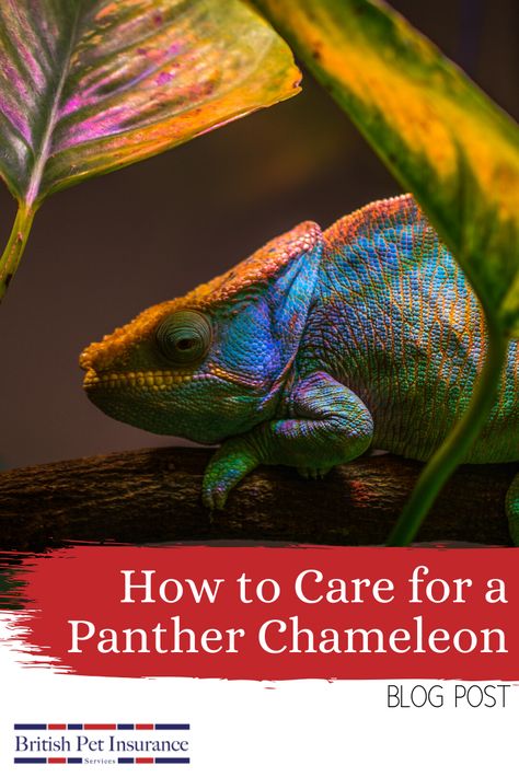 Chameleon Care, Panther Chameleon, Veiled Chameleon, Karma Chameleon, Pampered Pets, Chameleons, Pet Insurance, Poodle Dog, Exotic Pets