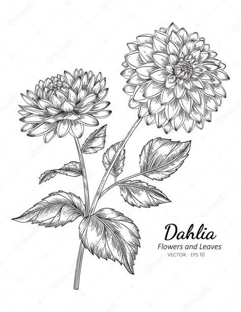 Dahlia Flower Drawing, Daliah Flower, Dahlia Flower Tattoos, Dalia Flower, Dahlia Flower Garden, Dahlia Tattoo, Line Drawing Illustration, Flower Line Drawing, Illustration Line Art