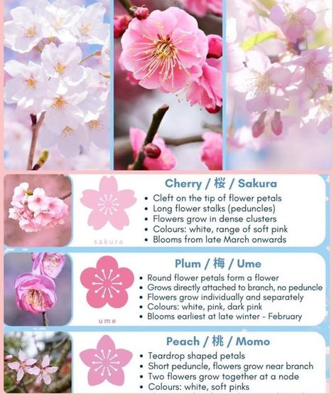 Hacks For Hair, Pretty Flower Names, Hacks For Girls, Happy April, Long Flowers, Cherry Blossom Festival, Flower Guide, Army Corps Of Engineers, Flower Meanings