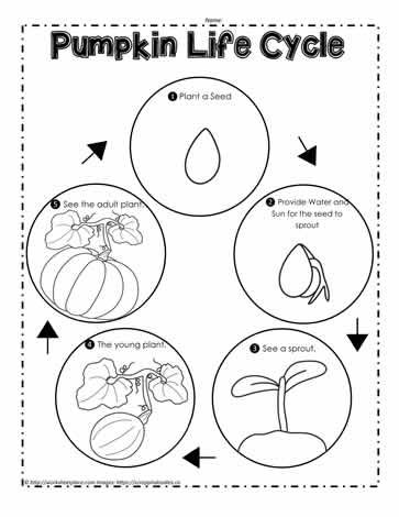 Pumpkin Life Cycle Preschool, Pumpkin Cycle, Life Cycle Of A Pumpkin Preschool, Life Cycle Of Pumpkin Preschool, Lifecycle Of A Pumpkin, Pumpkin Life Cycle Worksheet, Life Cycle Of A Pumpkin Free Printable, Free Pumpkin Life Cycle Printable, Pumpkin Life Cycle Printable