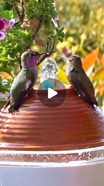 Robbie and Gary Gardening Easy on Instagram: "Hummingbirds bathing together on Easy to set up Fun Birdbath Fountain. They come in pairs, No Solar, no sun no AC needed. Completely portable for you to move about and be able to watch the birds come in and bathe. This is an Upcycling fountain, thinking out of the box, full video on YouTube to help you get setup EASY for nature around You, and Cheap too. #hummingbird #hummingbirds #hummingbirdsofinstagram #hummingbirdphotography #hummer #wildlife #wildlifephotography #wild #wildbirds #wild #wildbird #bird #birds #cute #fun #feelgood #stressrelief #birdlovers #birdlover #fountain #catfountain #craft #water #diy #upcycling #upcycle #usb #animal #animals #animallovers #solar" Dollar Tree Bird Bath, Diy Hummingbird Bath, Hummingbird Bath Fountain Diy, Hummingbird Fountain Bath, Humming Bird Bath, Bathing Together, Solar Fountain Bird Bath, Hummingbird Bird Bath, Hummingbird Fountain