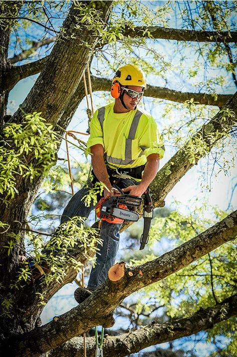 Stump Grinding, Safety Tools, Tree Removal Service, Tree Project, Senior Boy Poses, Pole Saw, Tree Pruning, Tree Removal, Tree Service