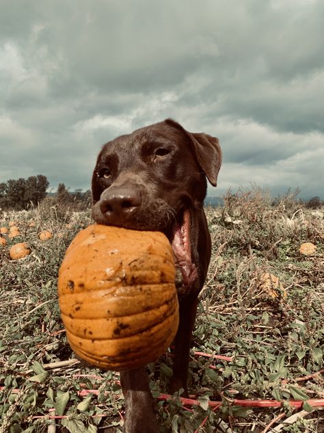 Pumpkin Patch With Dog, Pumpkin Patch Dog Photoshoot, Dog Fall Photoshoot, Halloween Preppy, Halloween Puppy, Fall Pumpkin Patch, Dog Pic, Fall Pics, Dog Pumpkin