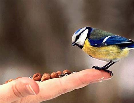 mésange bleue + cacahuètes = <3 Birds Eating, Bird Eating, What Is A Bird, Birds Nests, Birds And The Bees, Garden Birds, Kinds Of Birds, Bird Seed, Go Wild