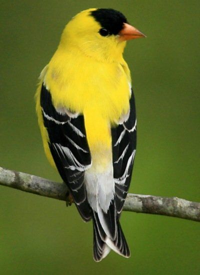 Gold Finch Painting, Lesser Goldfinch, Ohio Birds, Yellow Finch, Gold Finch, American Goldfinch, Finches Bird, Bird Carving, Finches