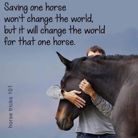 Horse Tricks, Equine Quotes, Horse Sayings, Horse Jokes, Inspirational Horse Quotes, Horse Riding Quotes, Horse Memes, Equestrian Quotes, Cowgirl Quotes