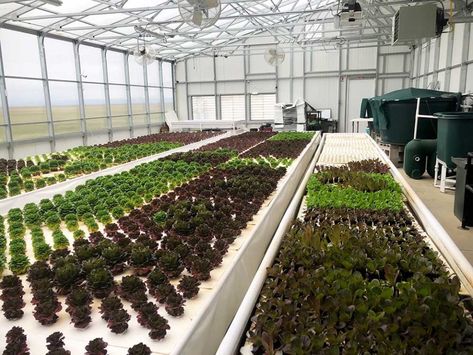 Commercial Aquaponics, Passive Solar Greenhouse, Barn Dominium, Aquaponics Greenhouse, Greenhouses For Sale, Greenhouse Design, Solar Greenhouse, Commercial Greenhouse, Dome Greenhouse